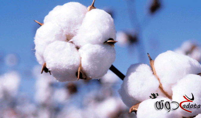 ما هو تفسير رؤية القطن في المنام