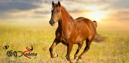 على ماذا يدل رؤية الحصان في المنام