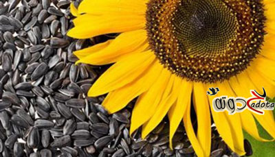 على ماذا تعني رؤية بذور عباد الشمس في المنام؟