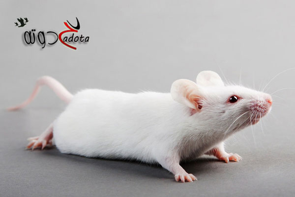 على ماذا يدل الفأر في المنام؟