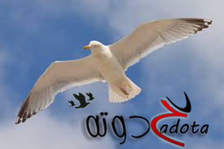 تفسير رؤية طائر النورس في المنام