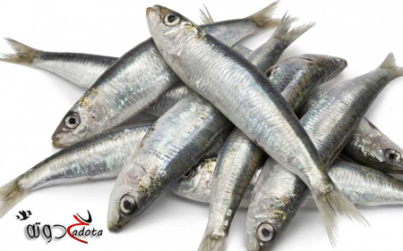 تفسير رؤية السردين في المنام