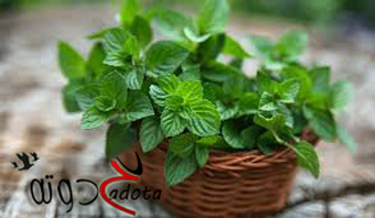 تفسير رؤية النعناع في المنام