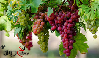 تفسير رؤية أكل العنب في المنام لابن سيرين