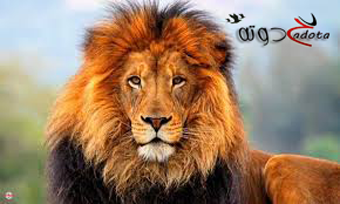 تفسير رؤية الأسد في المنام