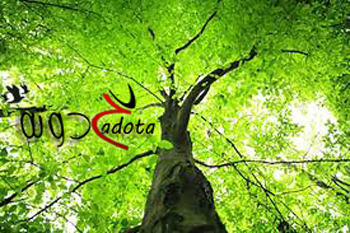 تفسير رؤية الشجرة في المنام لابن سيرين بالتفصيل