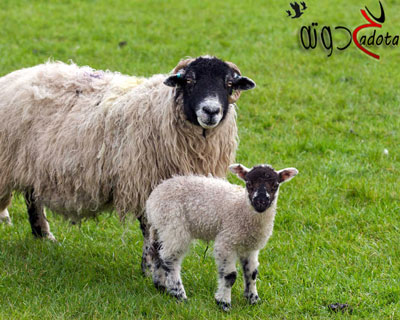 تفسير رؤية النعجة في المنام