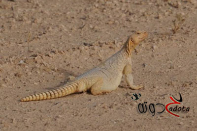 على ماذا يدل الضب في المنام