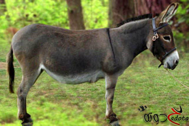 ما تفسير رؤية الحمار في المنام