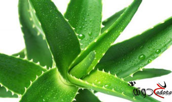 تفسير رؤية نبات الصبار في المنام لابن سيرين