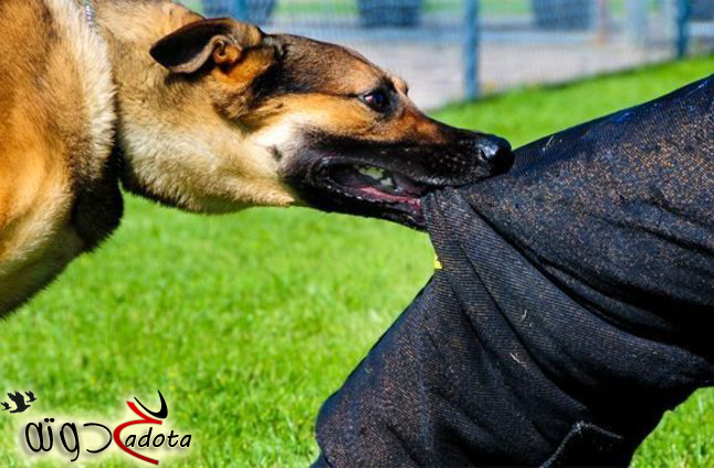 تفسير رؤية عضة الكلب في المنام