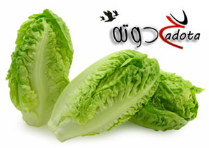 تفسير رؤية الخس في المنام لابن سيرين