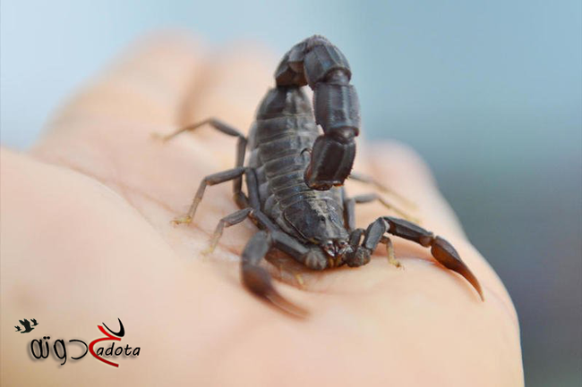 ما هو تفسير حلم لدغة العقرب