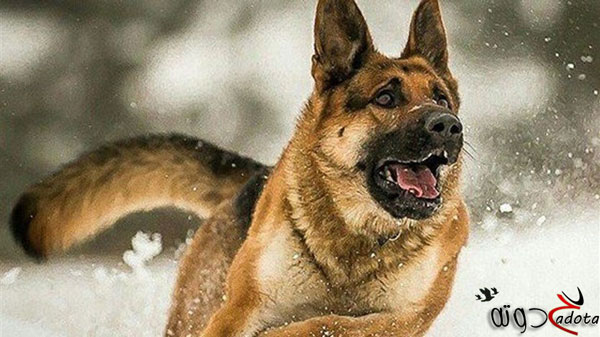 على ماذا يدل رؤية الكلاب في المنام؟