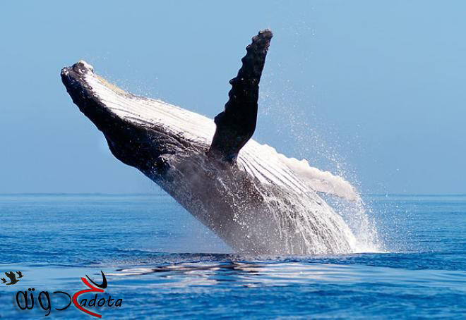 ما تفسير رؤية الحوت الكبير في المنام