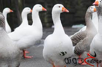 ما تفسير رؤية طيور الوز في المنام