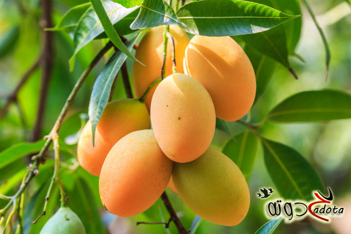 ما هو تفسير حلم المانجو