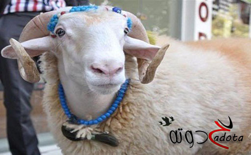 تفسير حلم رؤية الكبش في المنام لابن سيرين والأمام الصادق