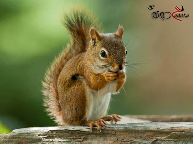 ما تفسير حلم السنجاب في المنام