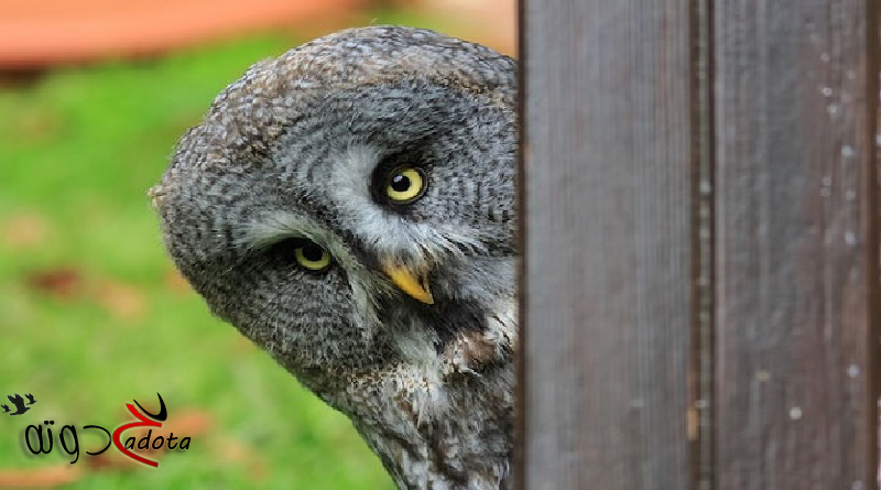 على ماذا تدل البومة في المنام