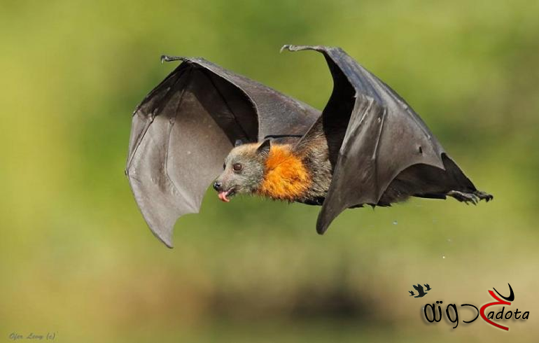 ما تفسير رؤية الخفاش الاسود في المنام