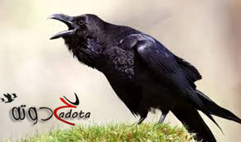 تفسير حلم رؤية الغراب في المنام للامام الصادق