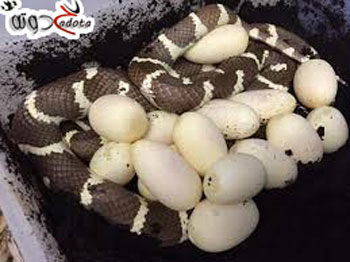 تفسير رؤية بيض الثعبان في المنام