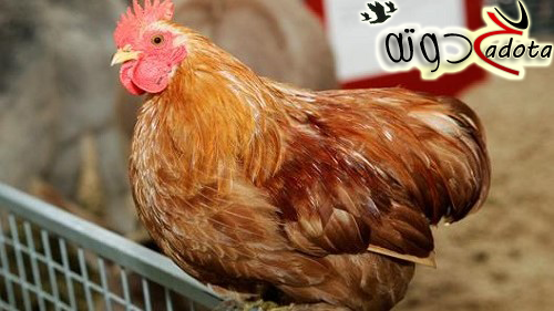 ما تفسير رؤية الدجاج في المنام