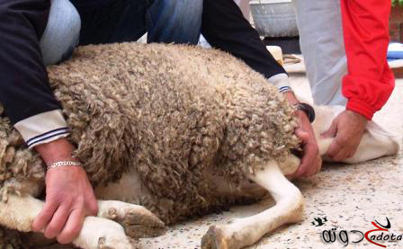 تفسير رؤية أضحية العيد في المنام