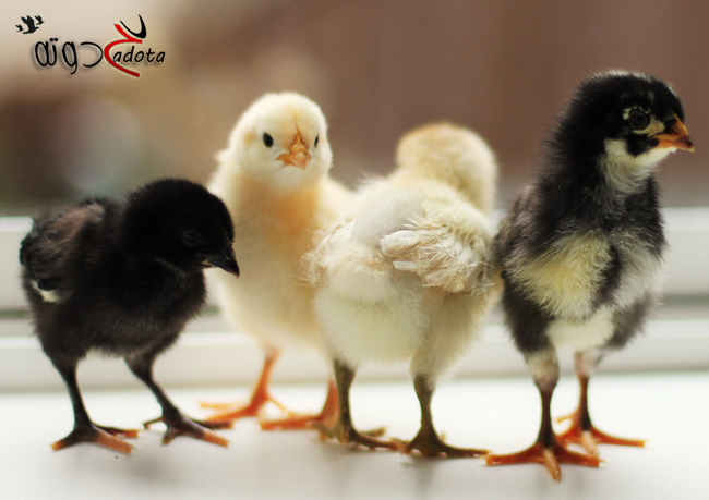 تفسير حلم الكتاكيت الصغيرة لابن سيرين