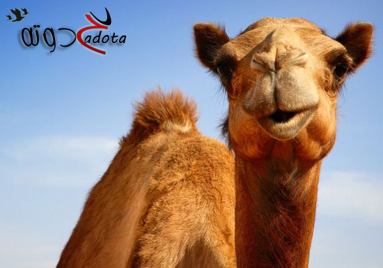 تفسير رؤية الجمل في المنام