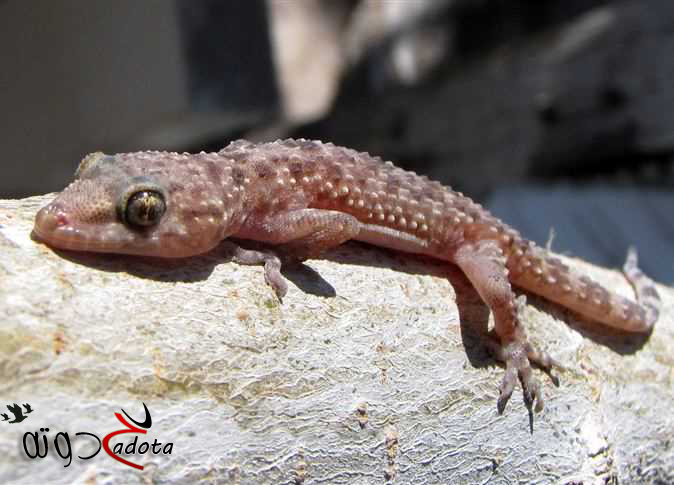 تفسير حلم رؤية البرص في المنام