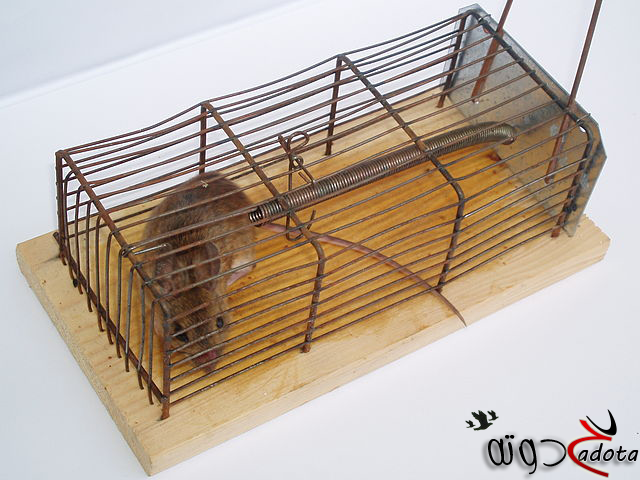 تفسير حلم رؤية مصيدة الفئران في المنام