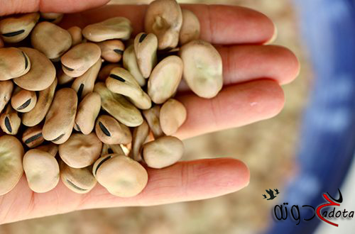 تفسير حلم رؤية الفول في المنام