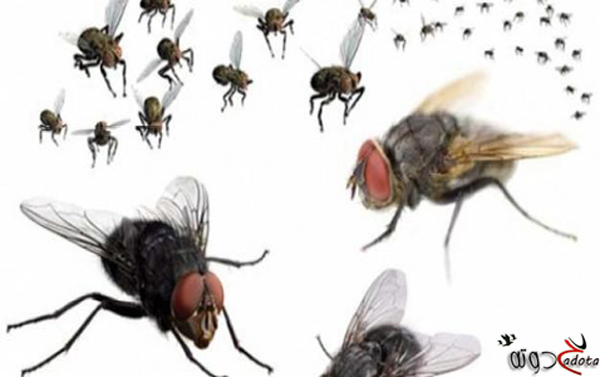 تفسير حلم الذباب في المنام لابن سيرين