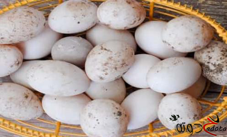 تفسير حلم رؤية بيض البط في المنام