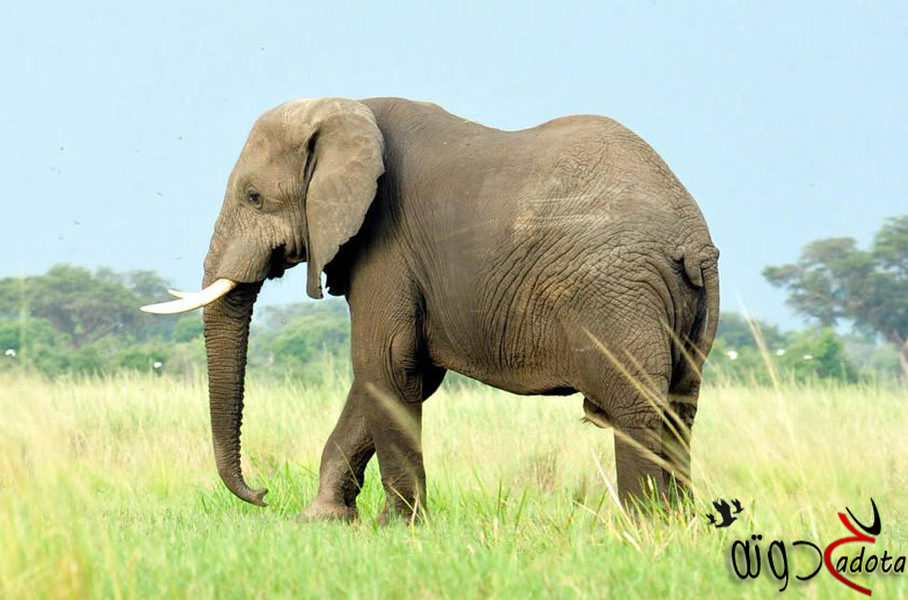 تفسير حلم رؤية الفيل في المنام