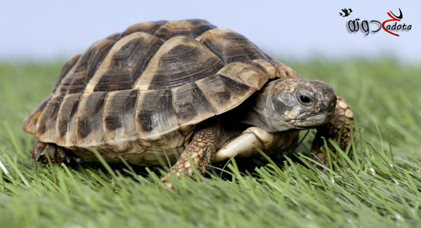 تفسير حلم رؤية السلحفاة في المنام