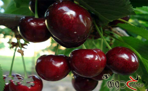 ما هو تفسير رؤية الكرز الأحمر في المنام