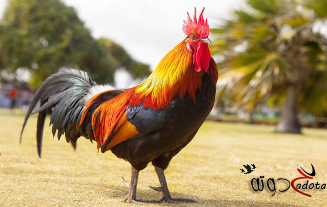 تفسير حلم الديك في المنام