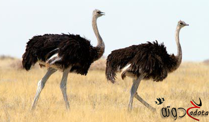 تفسير حلم رؤية النعامة في المنام