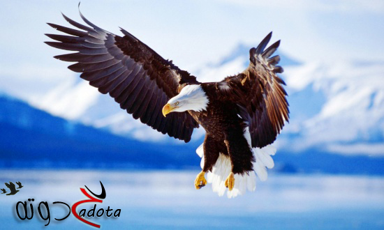 ما هو تفسير رؤية النسر في المنام