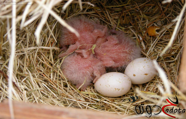 تفسير حلم رؤية بيض العصافير في المنام