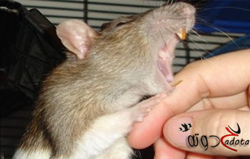 تفسير رؤية عضة الفأر في المنام للعزباء والمتزوجة والحامل