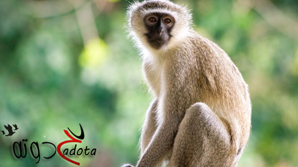 على ماذا يدل رؤية القرد في المنام؟