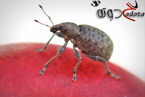 ما هو تفسير حلم البرغوث في المنام للعزباء والمتزوجة والحامل