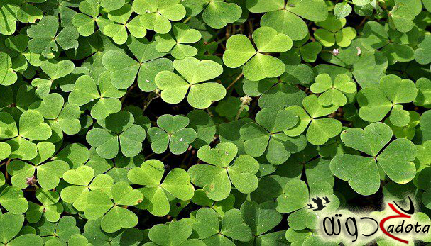 تفسير حلم البرسيم الأخضر في المنام