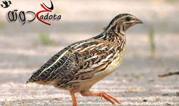 تفسير حلم رؤية السمان في المنام