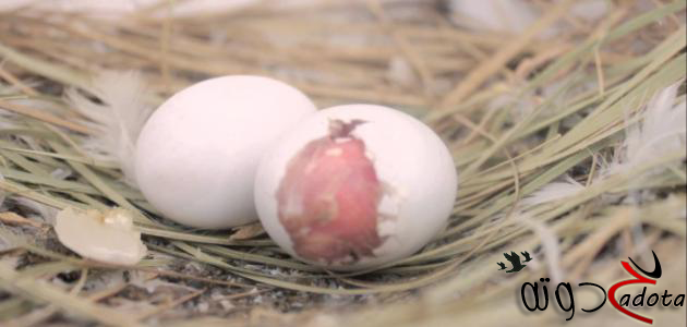 تفسير حلم رؤية بيض الحمام في المنام