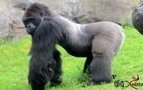 ما تفسير رؤية الغوريلا في المنام